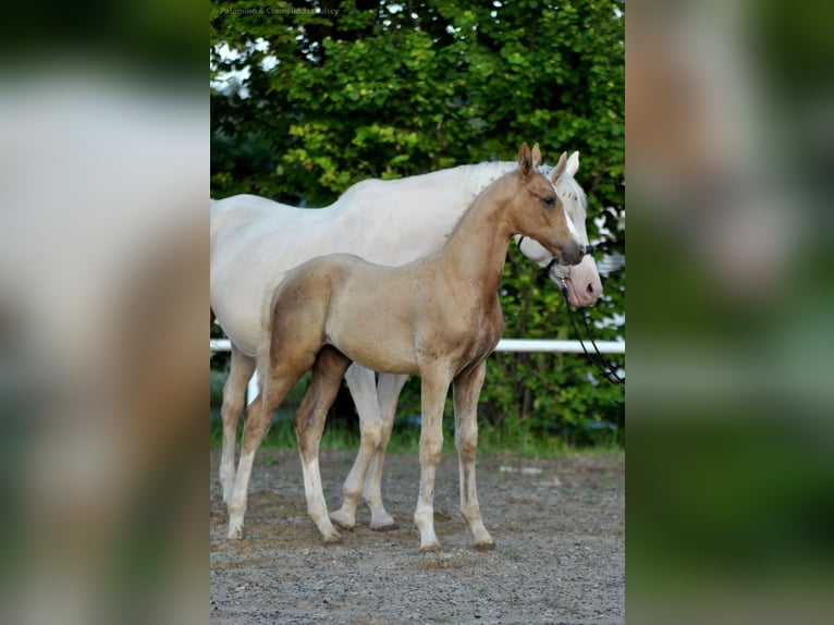 Polnisches Halbblut Hengst  167 cm Palomino in Piecowice