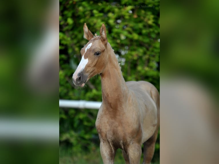 Polnisches Halbblut Hengst  167 cm Palomino in Piecowice