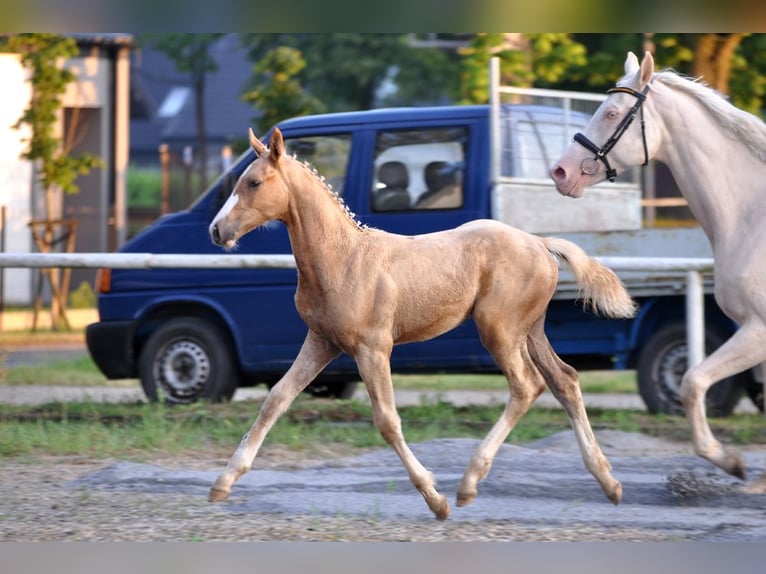 Polnisches Halbblut Hengst  167 cm Palomino in Piecowice