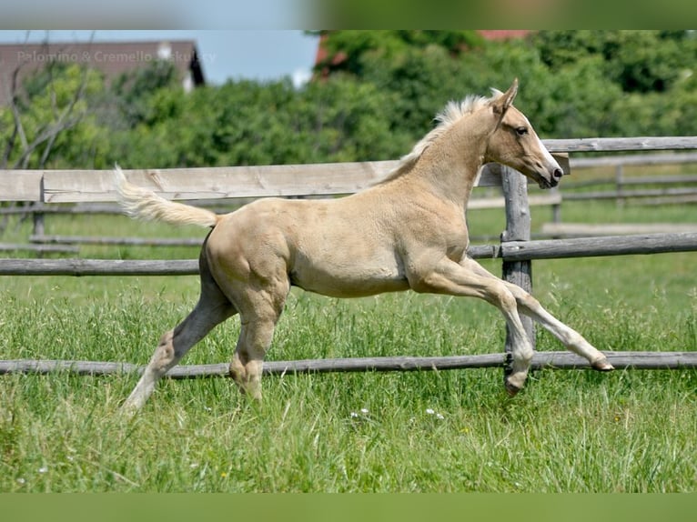 Polnisches Halbblut Hengst  167 cm Palomino in Piecowice