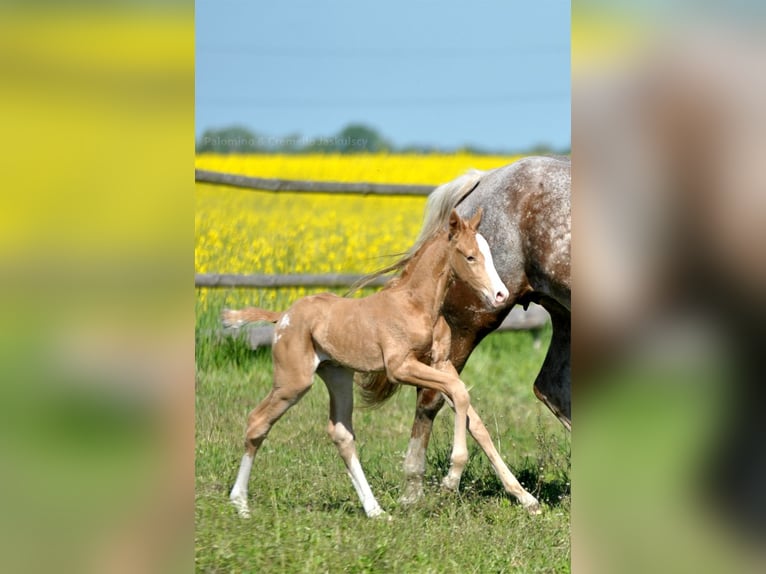 Polnisches Halbblut Hengst  167 cm Palomino in Piecowice