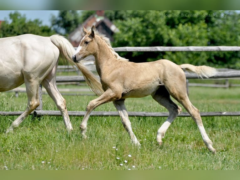 Polnisches Halbblut Hengst  167 cm Palomino in Piecowice