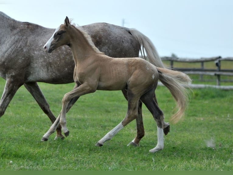 Polnisches Halbblut Hengst  167 cm Palomino in Piecowice