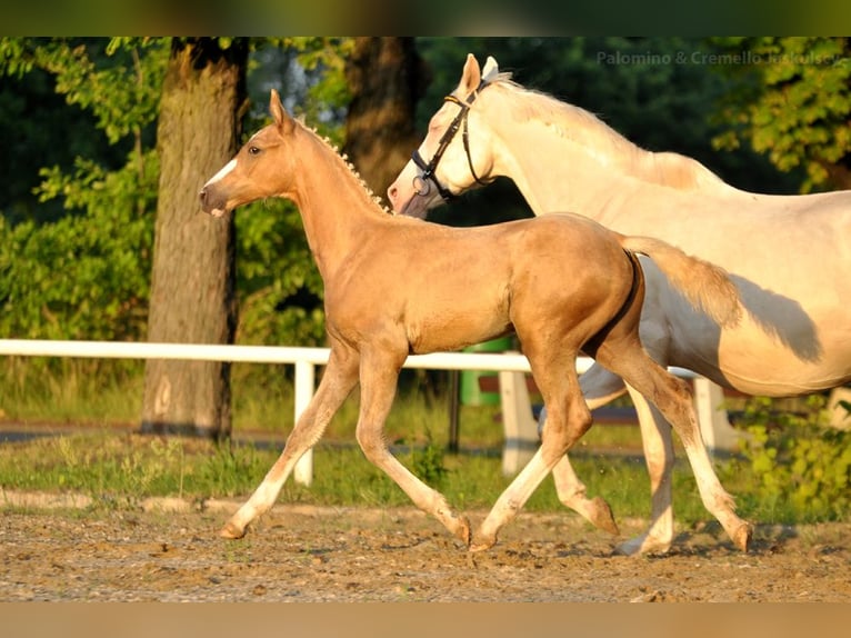 Polnisches Halbblut Hengst  167 cm Palomino in Piecowice