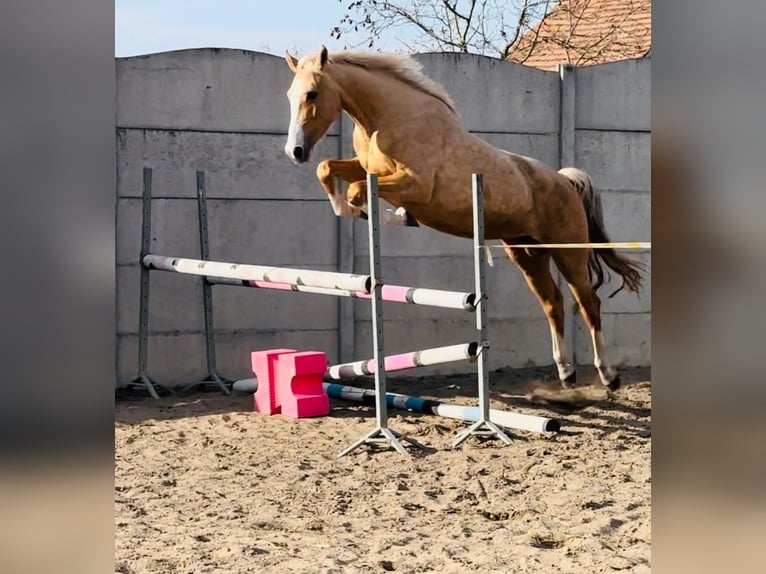Polnisches Halbblut Hengst  167 cm Palomino in Piecowice