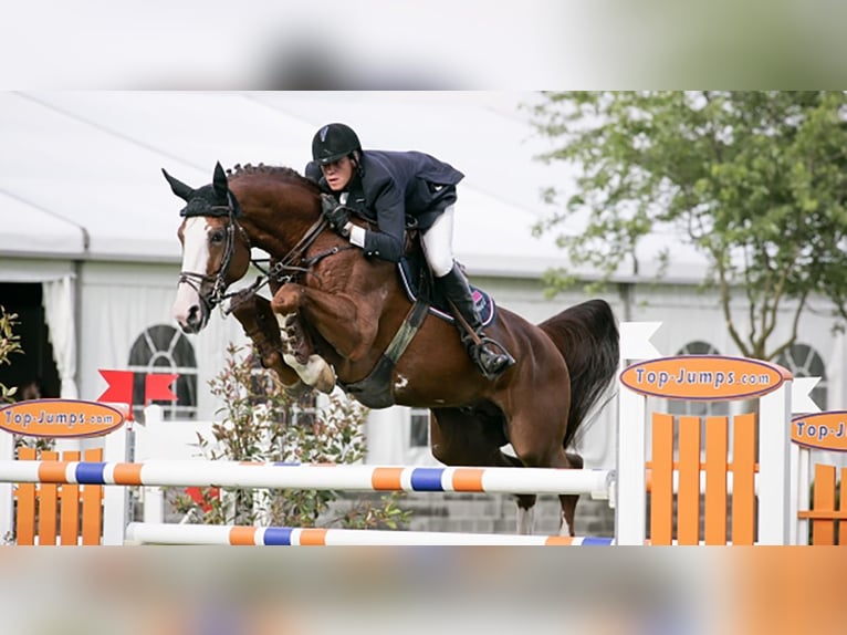 Polnisches Halbblut Hengst  167 cm Palomino in Piecowice