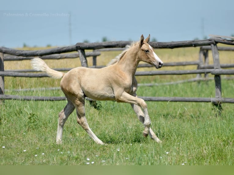 Polnisches Halbblut Hengst  167 cm Palomino in Piecowice