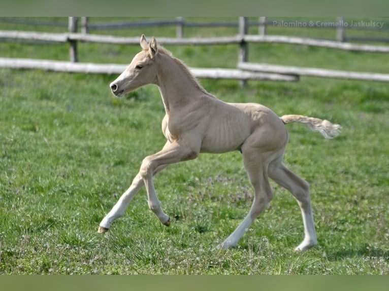 Polnisches Halbblut Hengst  167 cm Palomino in Piecowice