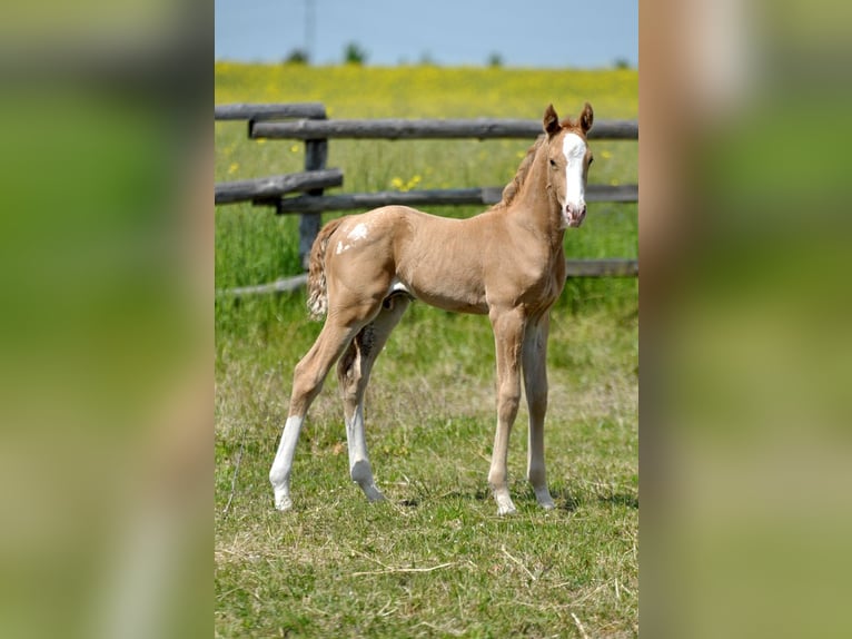 Polnisches Halbblut Hengst  167 cm Palomino in Piecowice