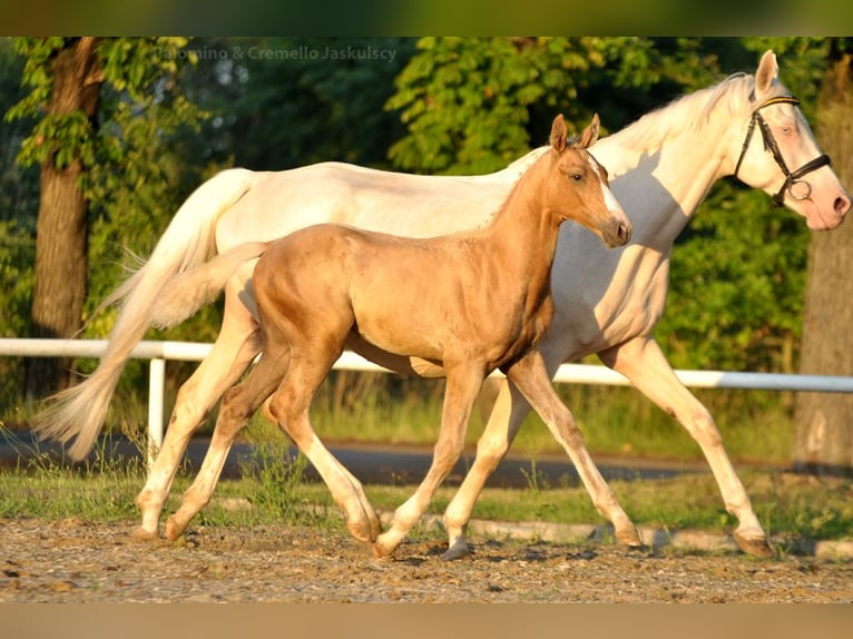 Polnisches Halbblut Hengst  167 cm Palomino in Piecowice