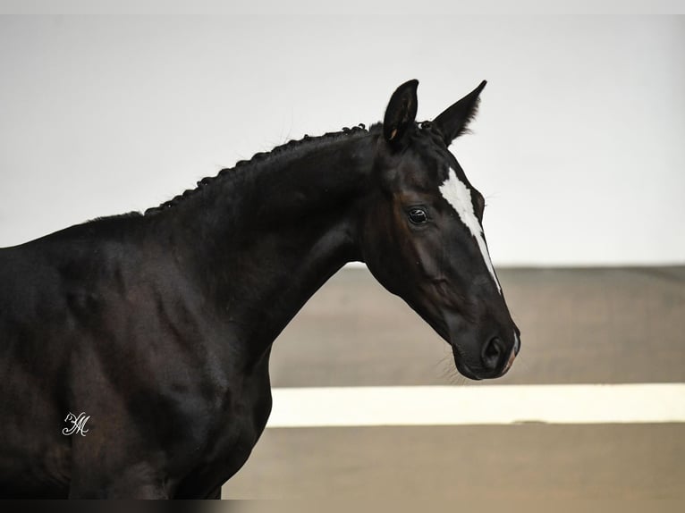 Polnisches Halbblut Hengst Fohlen (03/2024) 168 cm Rappe in Barwałd średni