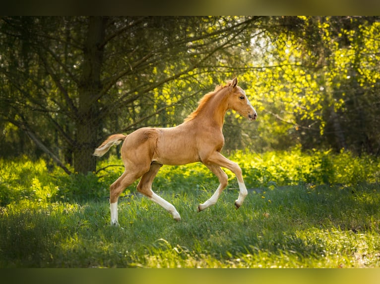 Polnisches Halbblut Hengst  170 cm Palomino in Grudzi&#x105;dz