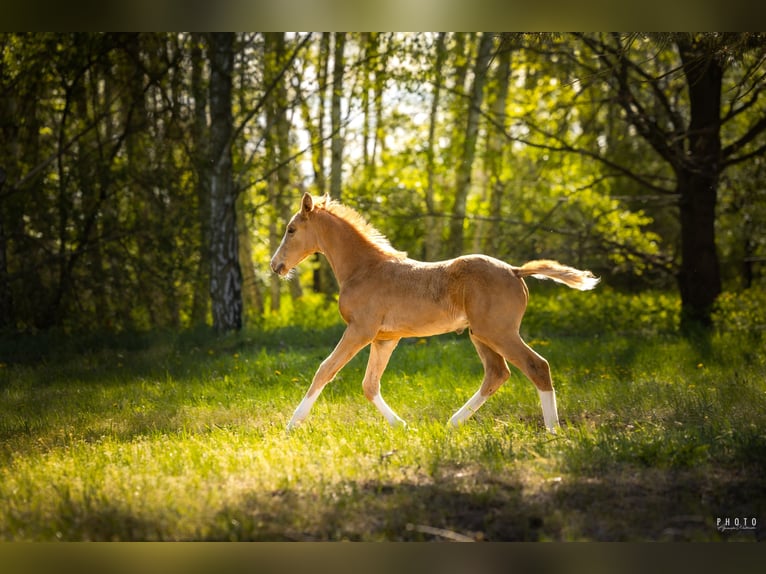 Polnisches Halbblut Hengst  170 cm Palomino in Grudzi&#x105;dz