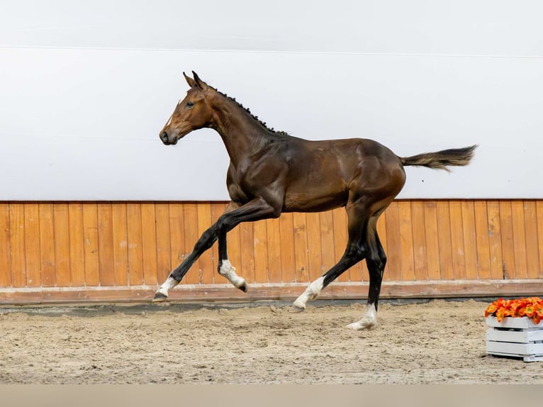 Polnisches Halbblut Hengst Fohlen (03/2025) in Babor&#xF3;wko