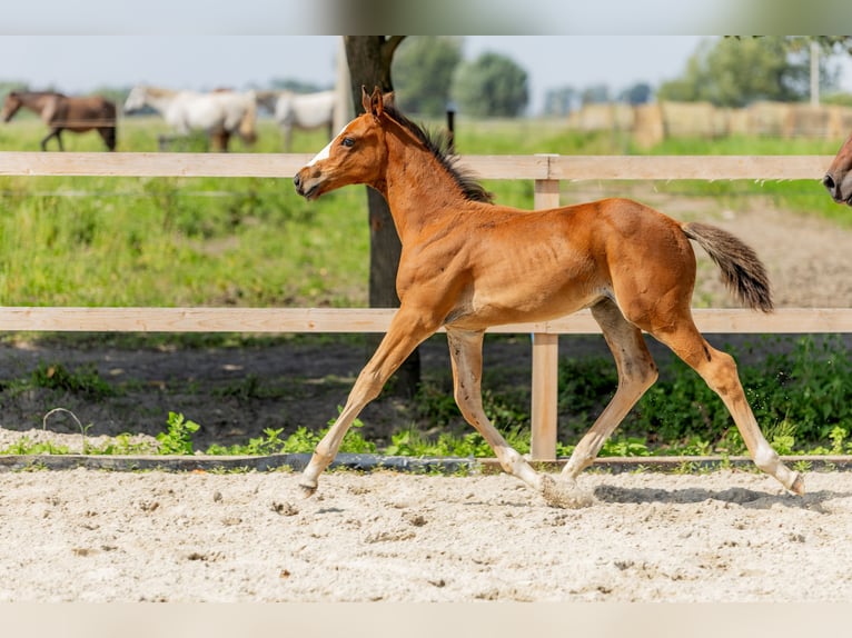 Polnisches Halbblut Hengst Fohlen (06/2025) Brauner in Stalewo