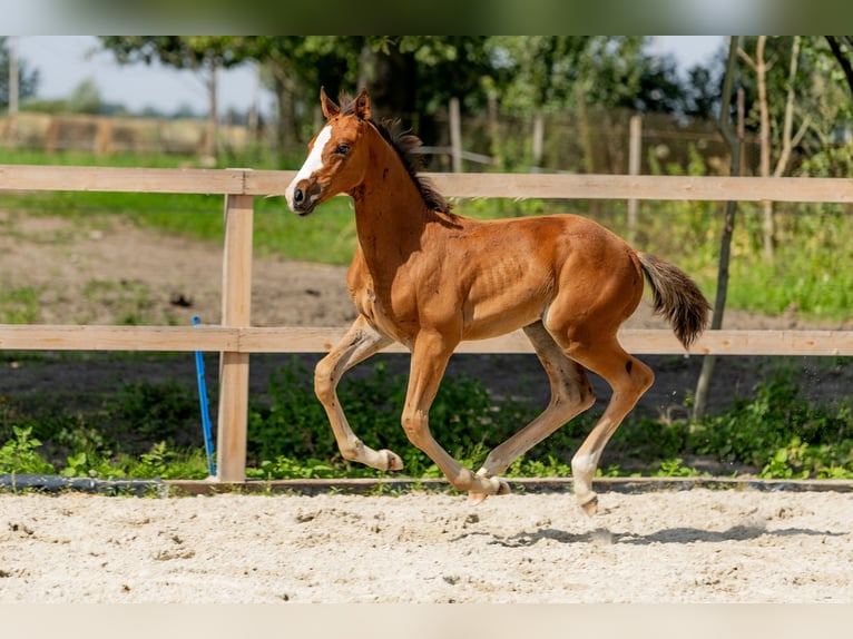 Polnisches Halbblut Hengst Fohlen (06/2025) Brauner in Stalewo