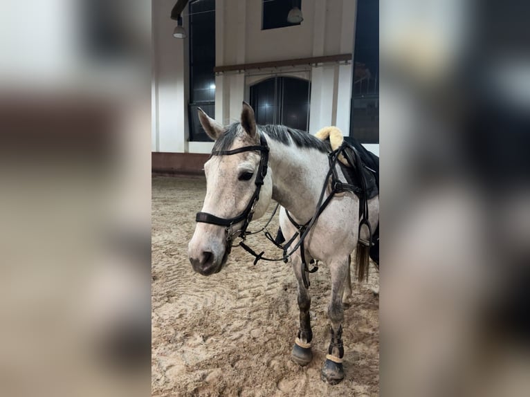 Polnisches Halbblut Stute 10 Jahre 162 cm Schimmel in Szczecin