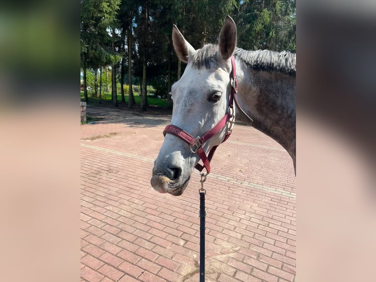 Polnisches Halbblut Stute 10 Jahre 162 cm Schimmel in Szczecin
