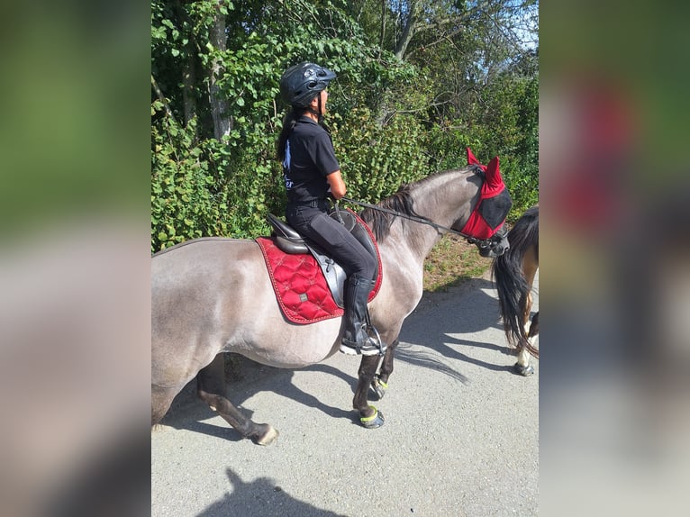 Polnisches Halbblut Mix Stute 10 Jahre 163 cm Grullo in Illertissen