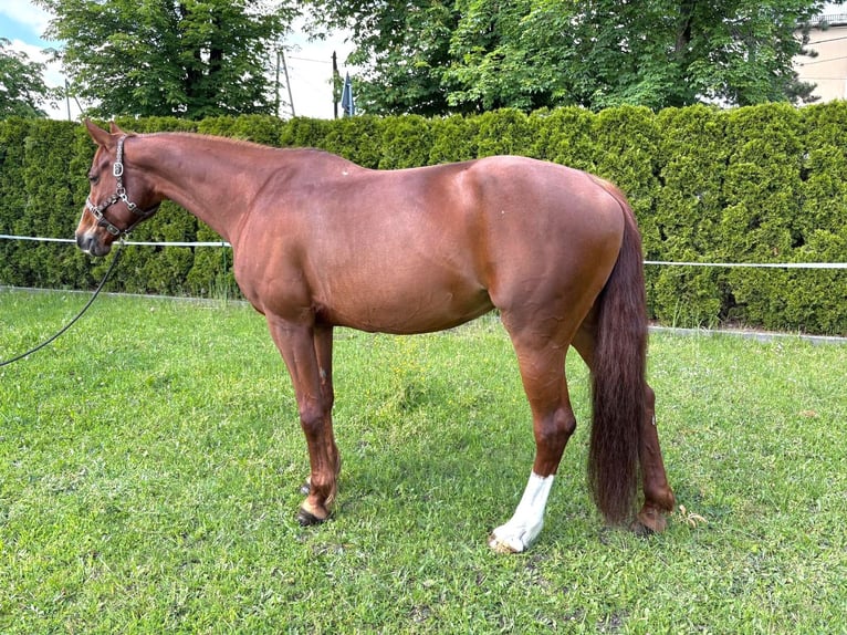 Polnisches Halbblut Stute 10 Jahre 164 cm Fuchs in Miko&#x142;&#xF3;w