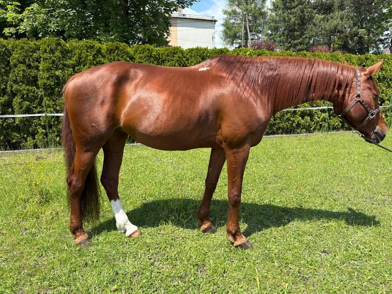 Polnisches Halbblut Stute 10 Jahre 164 cm Fuchs in Miko&#x142;&#xF3;w