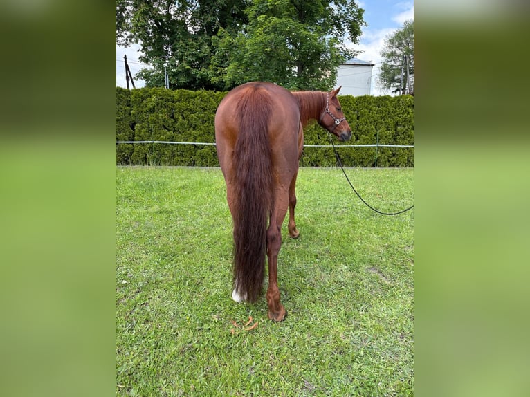 Polnisches Halbblut Stute 10 Jahre 164 cm Fuchs in Miko&#x142;&#xF3;w