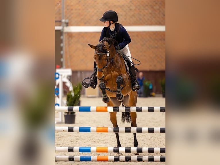 Polnisches Halbblut Stute 10 Jahre 164 cm Rotbrauner in Poznań