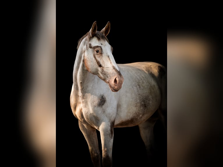 Polnisches Halbblut Stute 10 Jahre 165 cm Schimmel in Vreden