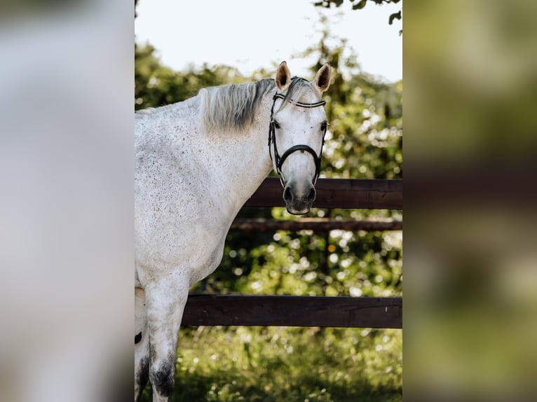 Polnisches Halbblut Stute 10 Jahre 167 cm Schimmel in K&#xF3;rnik