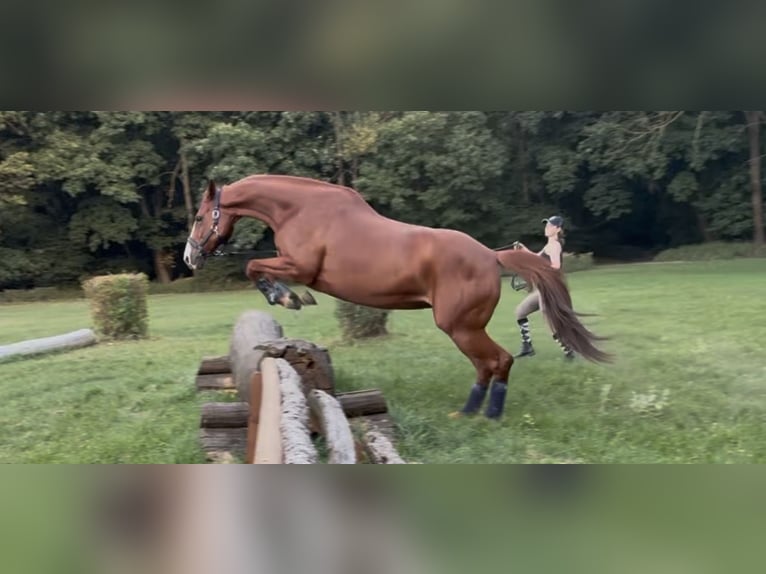 Polnisches Halbblut Stute 10 Jahre 173 cm Fuchs in Freudenau