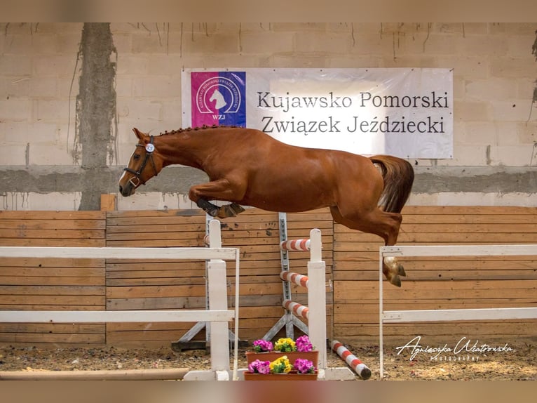 Polnisches Halbblut Stute 11 Jahre 163 cm Dunkelfuchs in Bydgoszcz