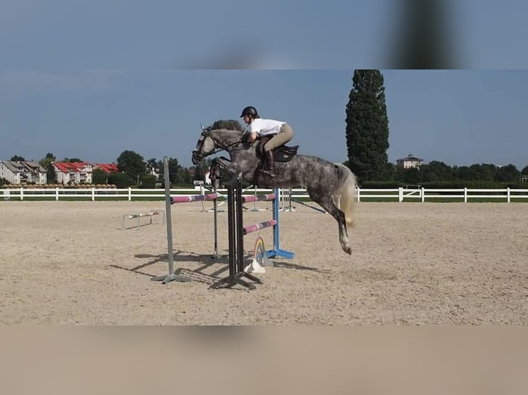 Polnisches Halbblut Stute 11 Jahre 163 cm Schimmel in Gdynia