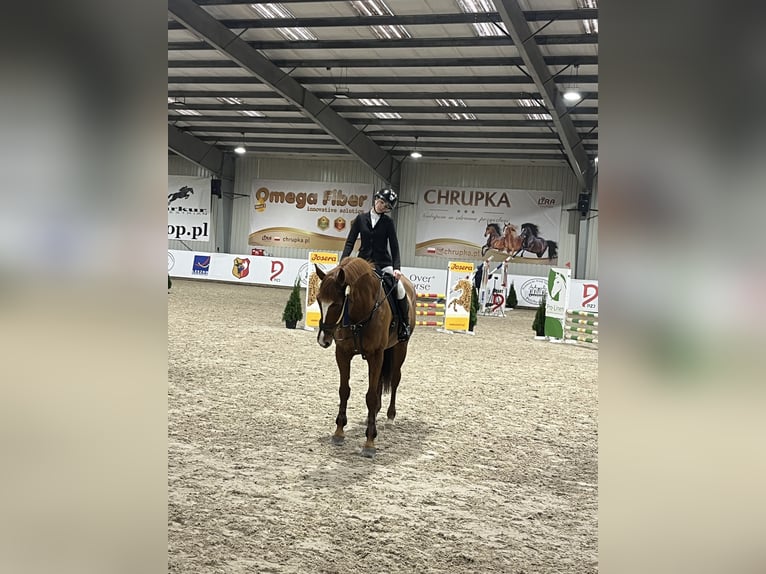 Polnisches Halbblut Stute 11 Jahre 168 cm Fuchs in Łazy