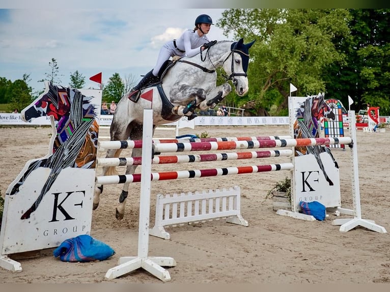 Polnisches Halbblut Stute 11 Jahre 173 cm Schimmel in włodarka