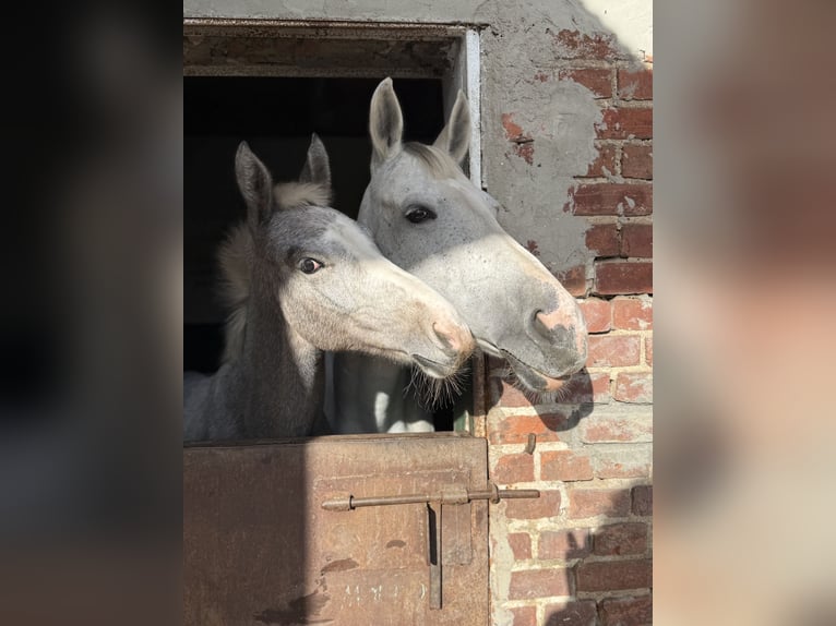 Polnisches Halbblut Stute 11 Jahre 173 cm Schimmel in włodarka