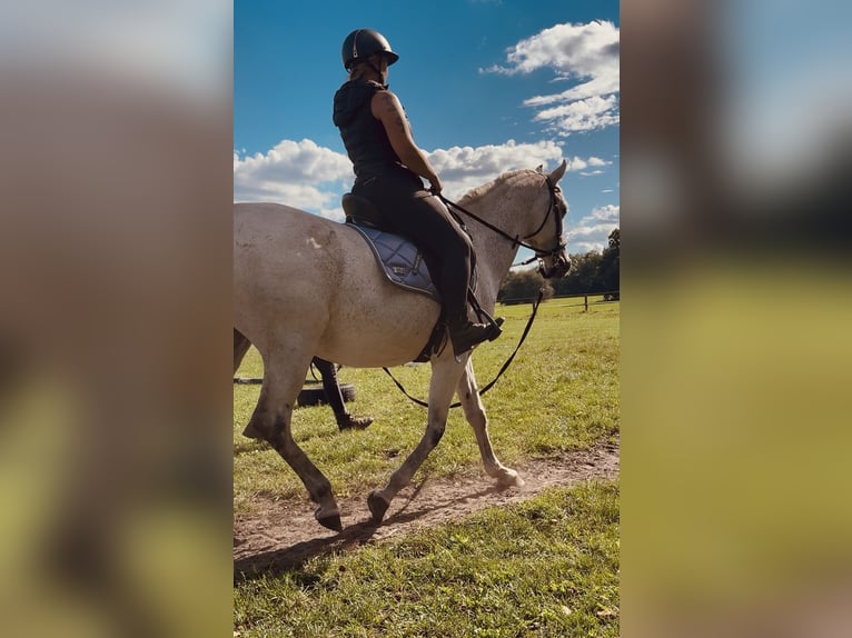 Polnisches Halbblut Mix Stute 12 Jahre 152 cm Fliegenschimmel in Zinndorf