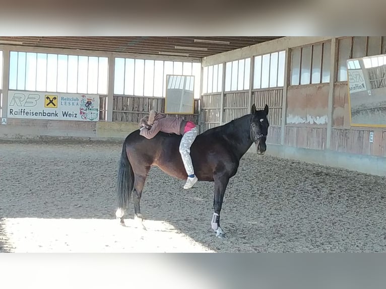 Polnisches Halbblut Stute 12 Jahre 162 cm in Passail