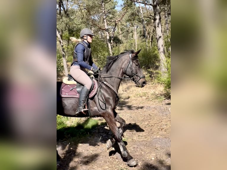 Polnisches Halbblut Stute 12 Jahre 166 cm Dunkelbrauner in Schwalmtal