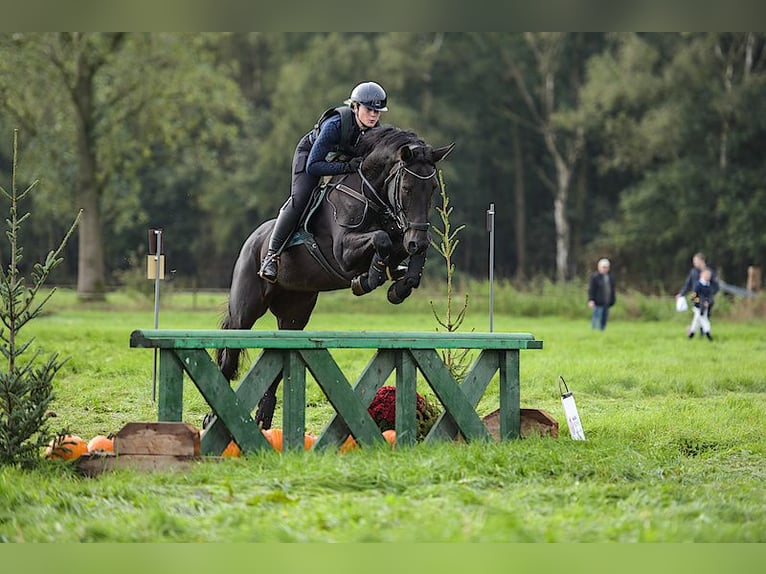 Polnisches Halbblut Stute 12 Jahre 166 cm Dunkelbrauner in Schwalmtal