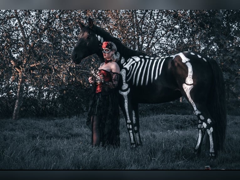 Polnisches Halbblut Stute 12 Jahre 166 cm Dunkelbrauner in Schwalmtal