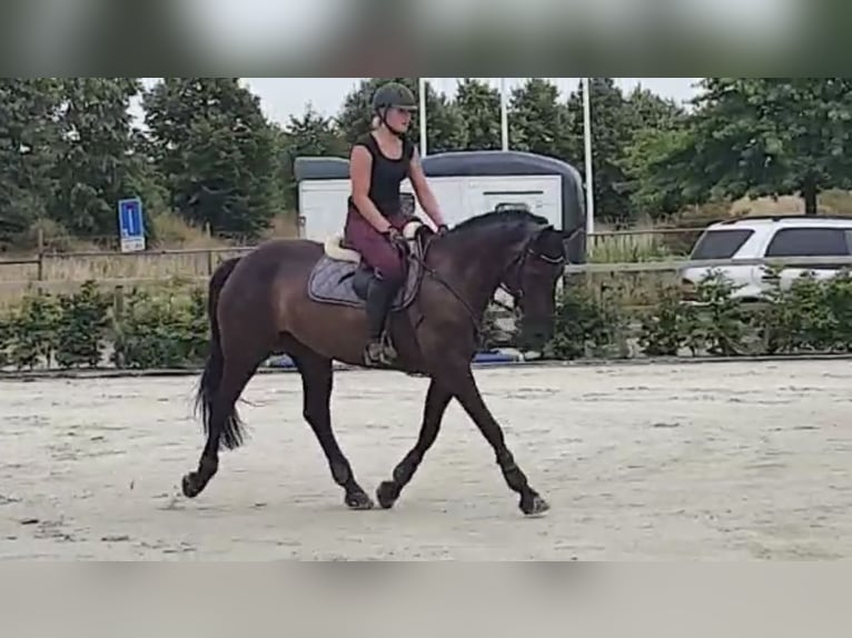 Polnisches Halbblut Stute 12 Jahre 166 cm Dunkelbrauner in Schwalmtal