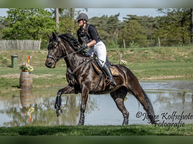 Polnisches Halbblut Stute 12 Jahre 166 cm Dunkelbrauner in Schwalmtal