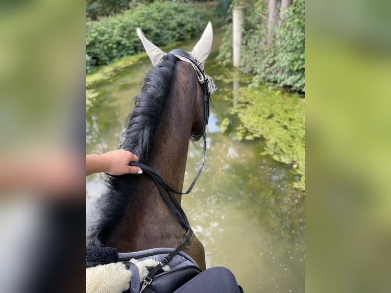 Polnisches Halbblut Stute 12 Jahre 166 cm Dunkelbrauner in Schwalmtal