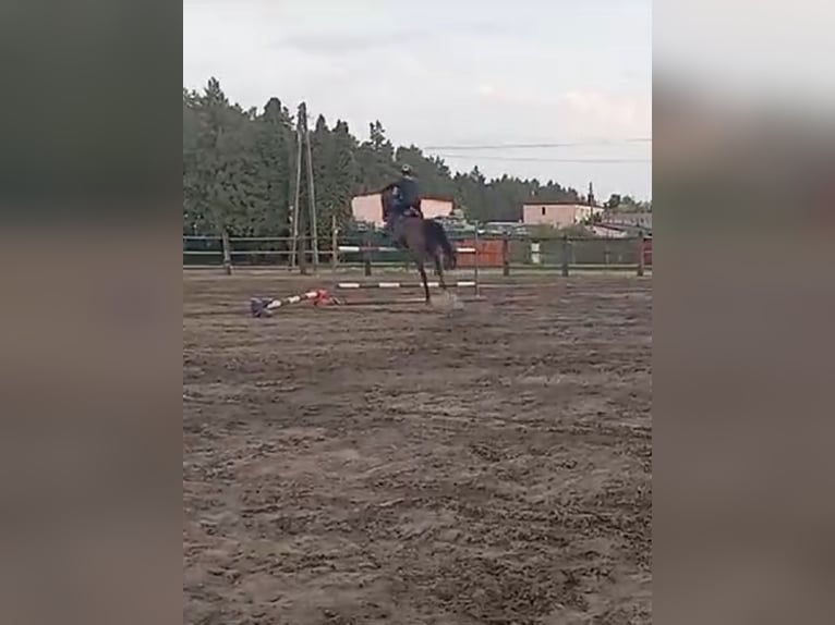 Polnisches Halbblut Stute 12 Jahre 167 cm Brauner in Jan&#xF3;w Lubelski