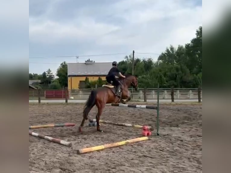 Polnisches Halbblut Stute 12 Jahre 167 cm Brauner in Jan&#xF3;w Lubelski
