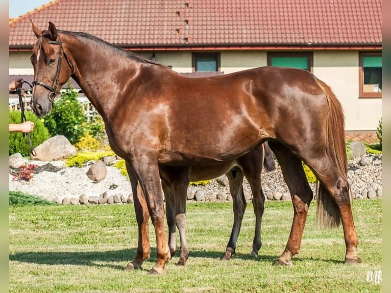 Polnisches Halbblut Stute 12 Jahre 172 cm Dunkelfuchs in Brynica