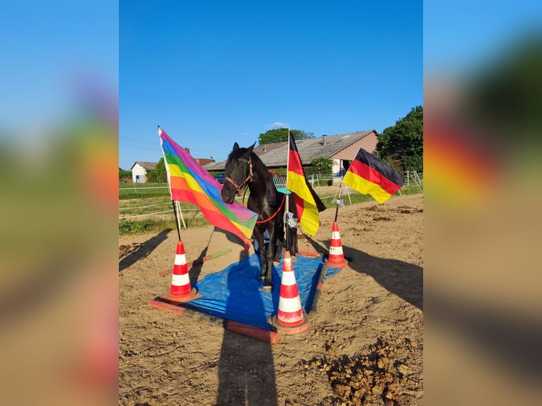 Polnisches Halbblut Stute 13 Jahre 156 cm Rappe in Babenhausen