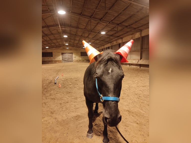 Polnisches Halbblut Stute 13 Jahre 156 cm Rappe in Babenhausen