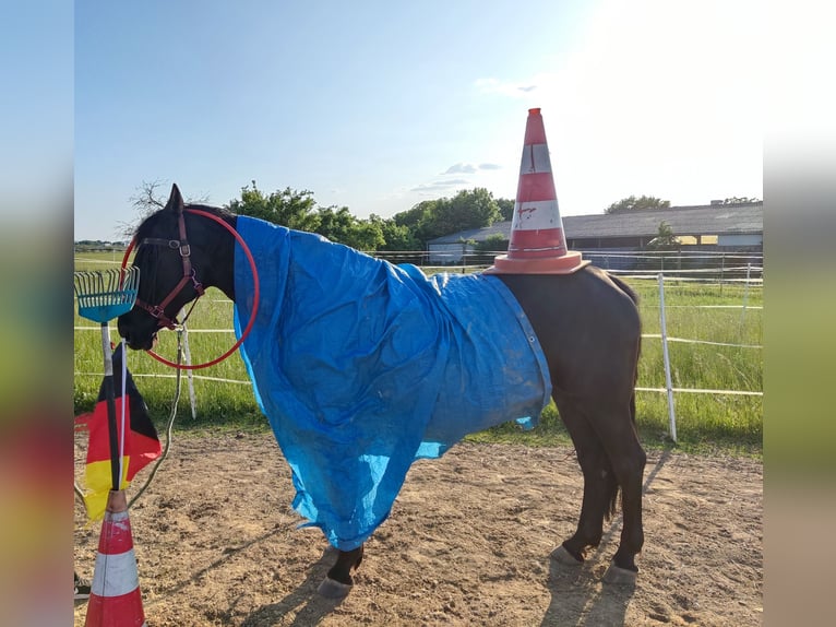 Polnisches Halbblut Stute 13 Jahre 156 cm Rappe in Babenhausen