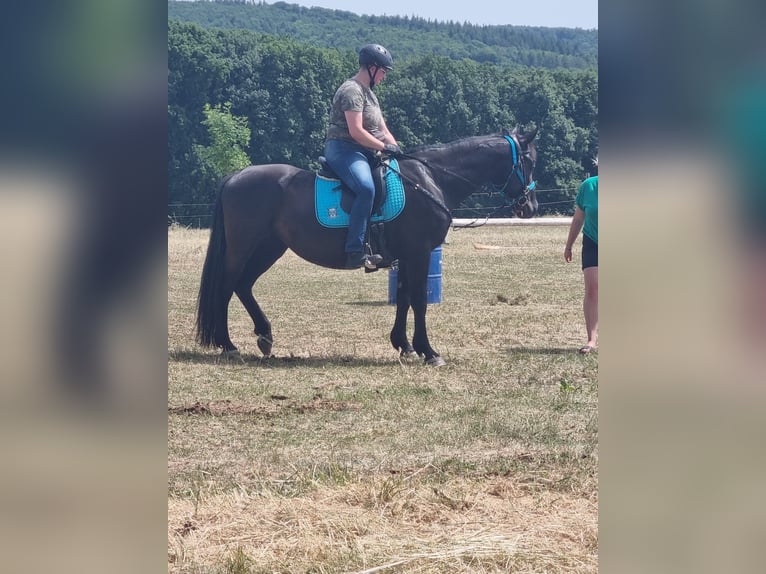 Polnisches Halbblut Stute 13 Jahre 156 cm Rappe in Babenhausen
